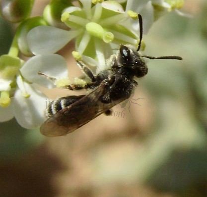 Lasioglossum zonulum-3