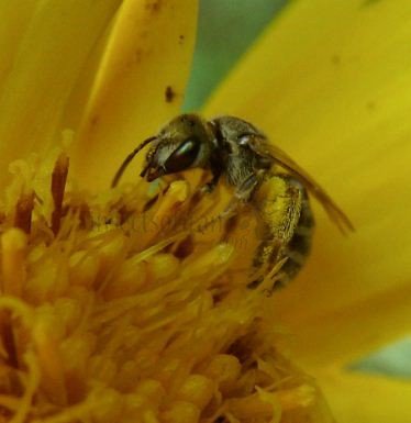 Lasioglossum zonulum-6
