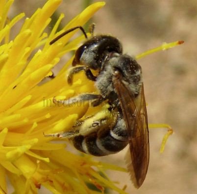 Nomia sp-2