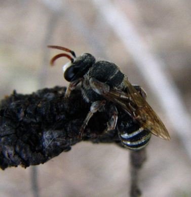 Nomia sp-3