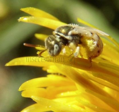 Nomioides minutissimus -2