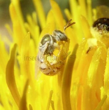 Nomioides minutissimus -3