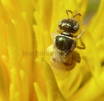Nomioides minutissimus -4