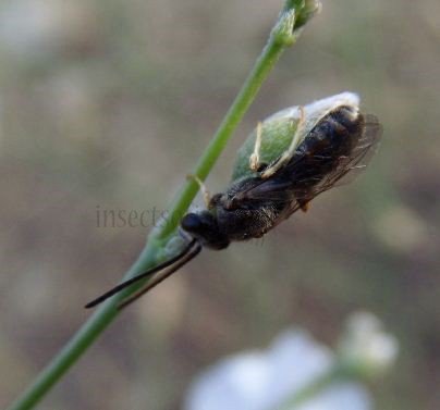 Dufourea alpina -2