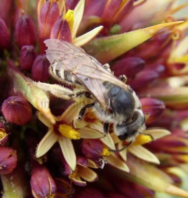 Halictus rubicundus -2