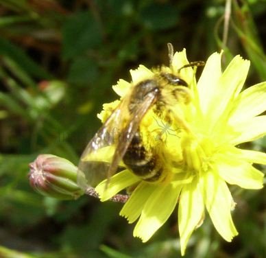 Halictus rubicundus -3