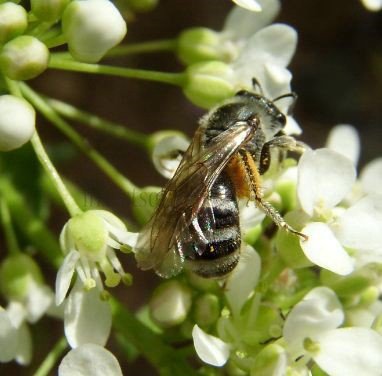 Halictus rubicundus -4