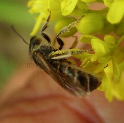 Halictus rubicundus -6