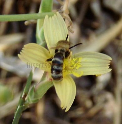 Halictus scabiosae -1