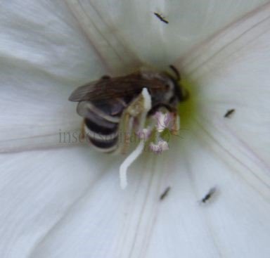 Halictus scabiosae -2