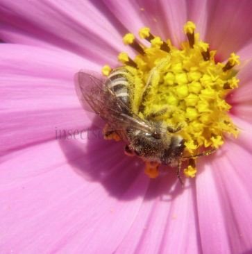Halictus scabiosae -3