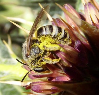 Halictus scabiosae -4