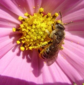 Halictus scabiosae -5