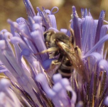 Halictus scabiosae -6