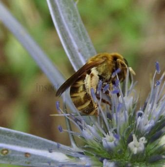 Halictus seladonius -1