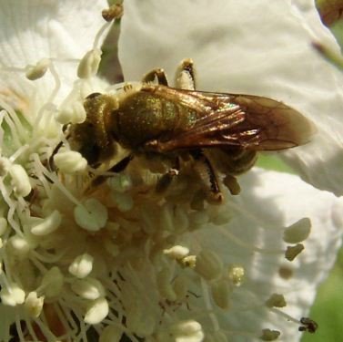 Halictus seladonius -2
