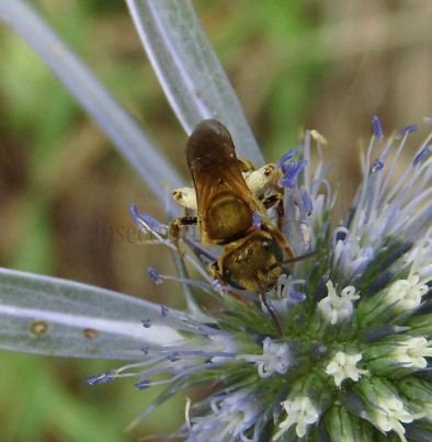 Halictus seladonius -3