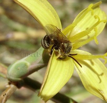 Halictus sexcinctus -2