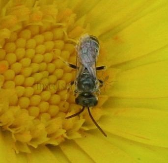 Halictus smaragdulus -2