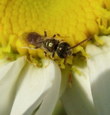 Halictus smaragdulus -3