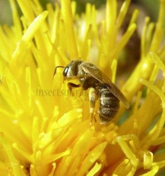 Halictus smaragdulus -5
