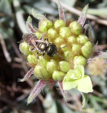 Halictus smaragdulus -4