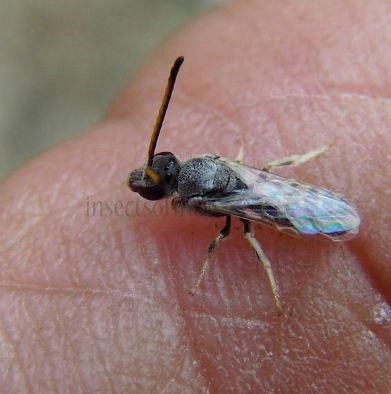 Halictus sp