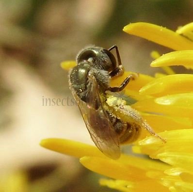 Halictus subauratus -1