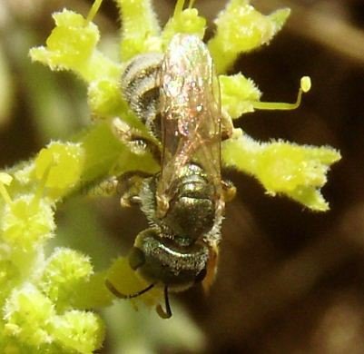 Halictus subauratus -2