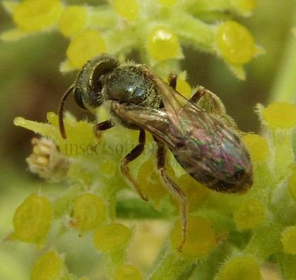 Halictus subauratus -3
