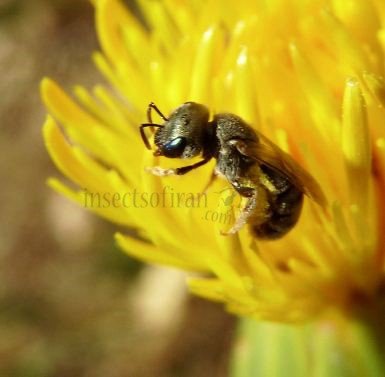 Halictus subauratus -4