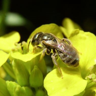Halictus subauratus -5
