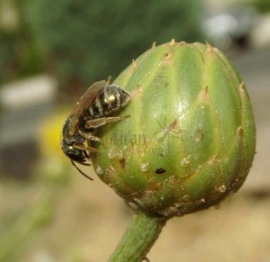 Halictus subauratus -6