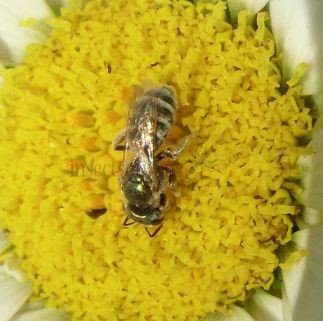 Halictus tripartitus -1