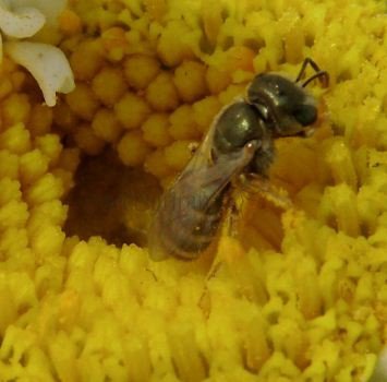 Halictus tripartitus-2