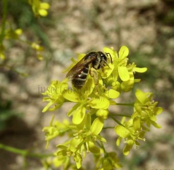 Halictus tumulorum -1
