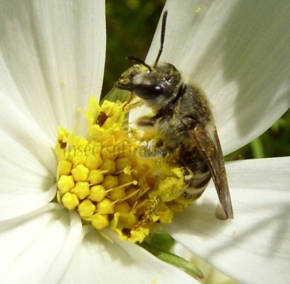 Halictus tumulorum -2