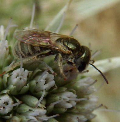 Halictus tumulorum -3