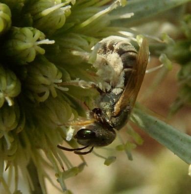 Halictus tumulorum -4
