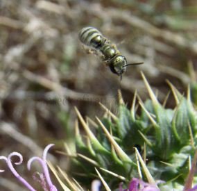 Halictus tumulorum -5