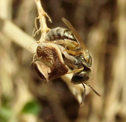Halictus tumulorum -6