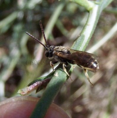 Halictus tumulorum -7