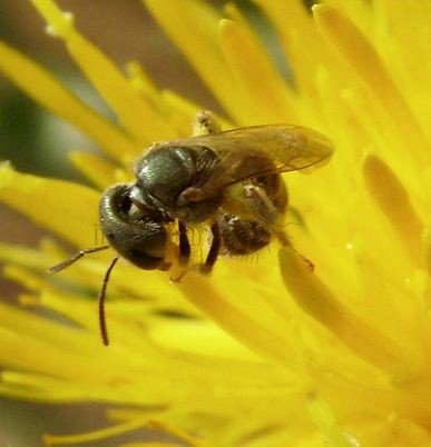 Lasioglossum  incompletum-2