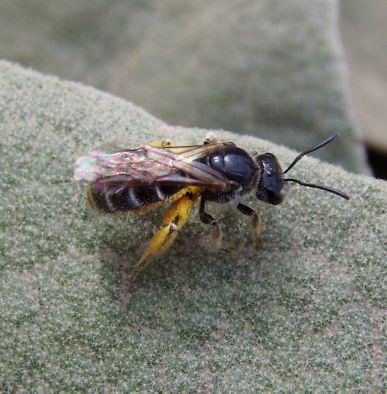 Lasioglossum bluethgeni -1