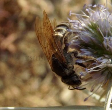 Lasioglossum calceatum -1