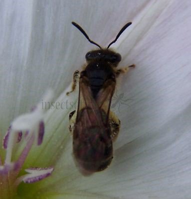 Lasioglossum calceatum -2