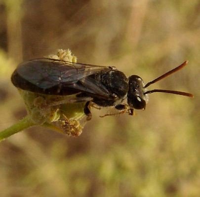 Lasioglossum calceatum -3