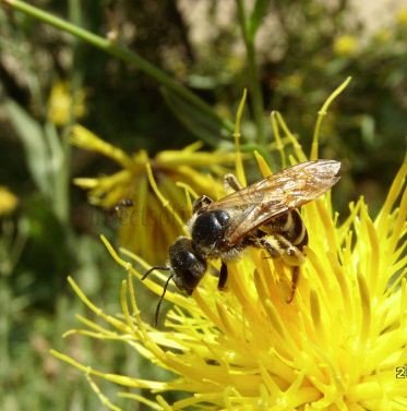 Lasioglossum calceatum -4