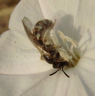 Lasioglossum calceatum -5