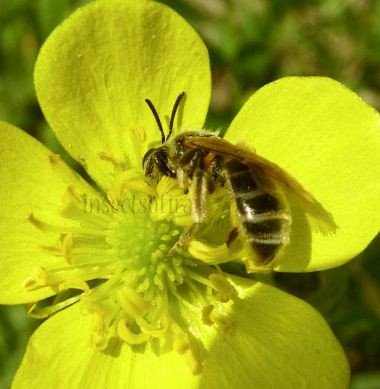 Lasioglossum calceatum -6